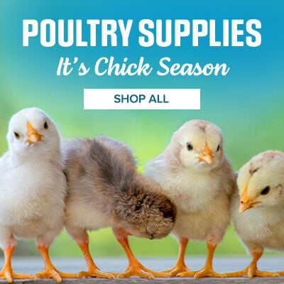 Poultry Supplies: It's Chick Season